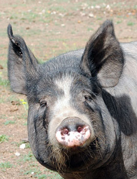 berkshire pig